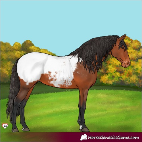 Horse Color:Bay Snowcap 