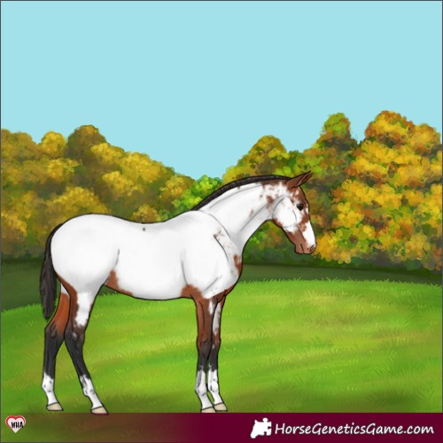 Horse Color:Bay Near Fewspot Rabicano 