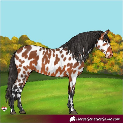 Horse Color:Bay Appaloosa 