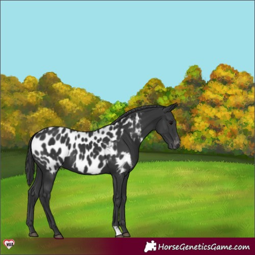 Horse Color:Black Near Leopard 