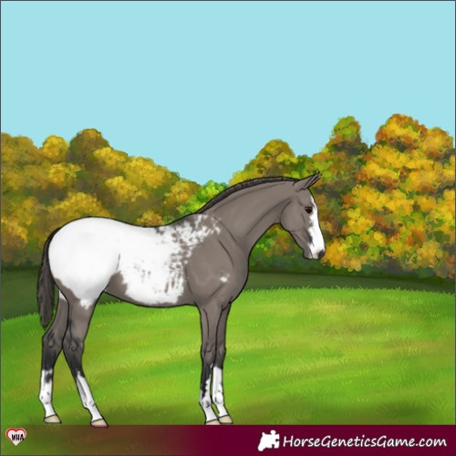 Horse Color:Grullo Snowcap 