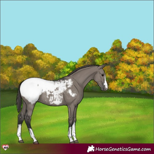 Horse Color:Grullo Snowcap Rabicano 