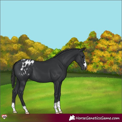 Horse Color:Black Varnish 