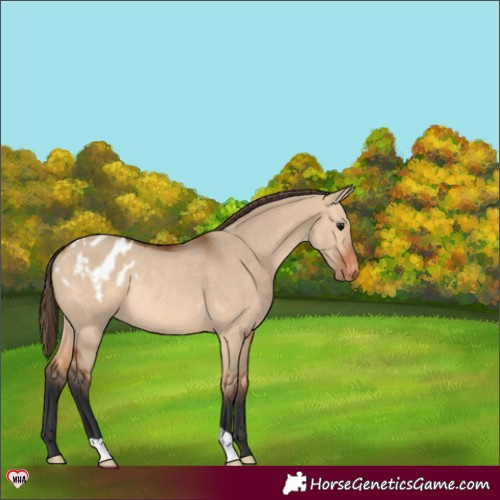 Horse Color:Bay Dun Varnish Rabicano 