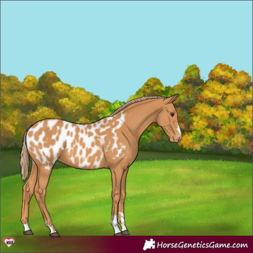 Horse Color:Chestnut Blanket 
