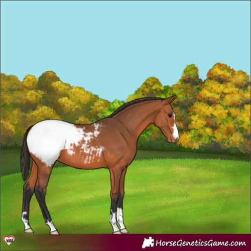 Horse Color:Bay Snowcap 