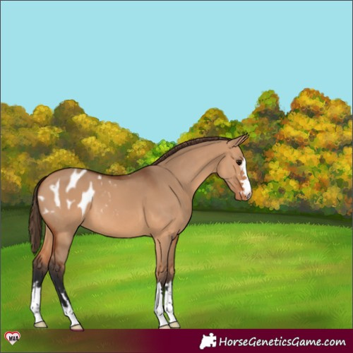 Horse Color:Bay Dun Appaloosa 