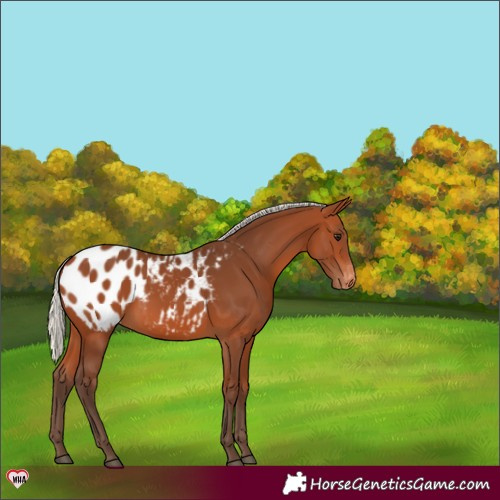 Horse Color:Silver Bay Blanket 