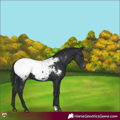 Horse Color:Black Snowcap 