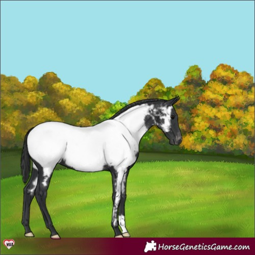 Horse Color:Black Appaloosa 