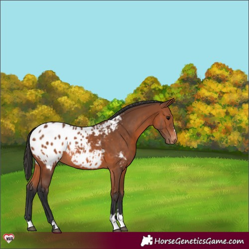 Horse Color:Bay Appaloosa 