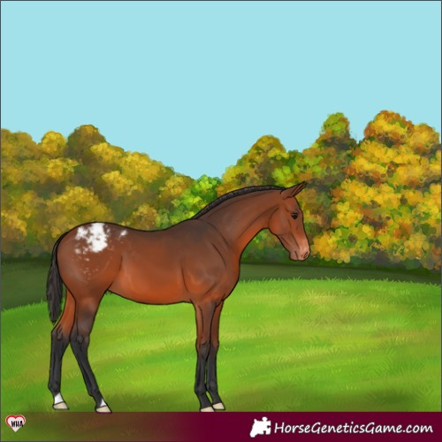 Horse Color:Bay Varnish 