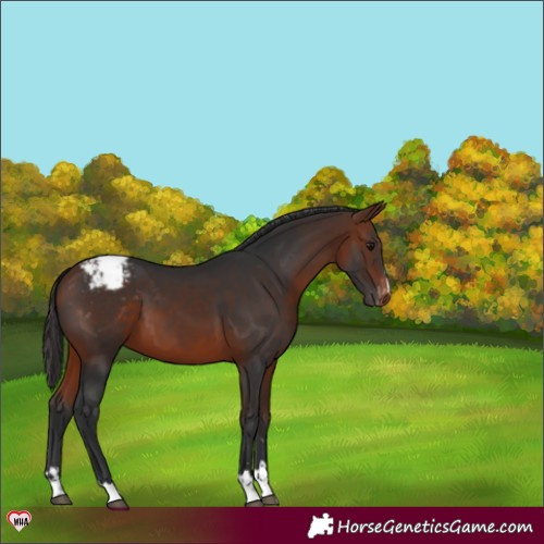 Horse Color:Bay Appaloosa 