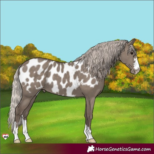 Horse Color:Silver Grullo Appaloosa 