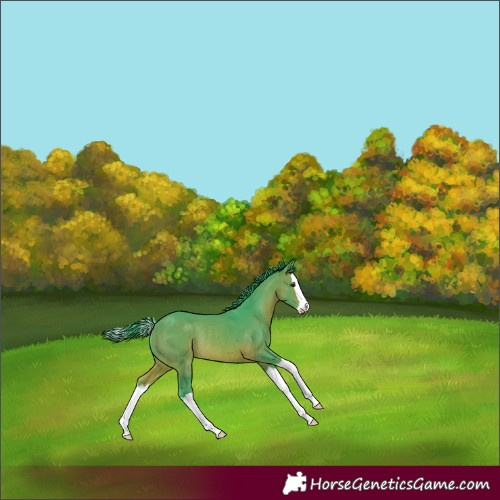 Horse Color:Unknown 