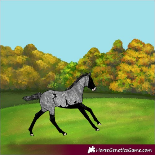 Horse Color:Unknown 