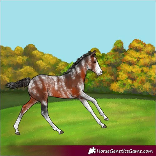 Horse Color:Powder White White Spotted Bay Rabicano 