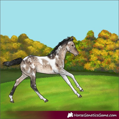 Horse Color:White Spotted Brown Dun Tobiano Rabicano Brindle 
