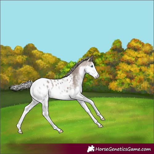 Horse Color:White Spotted Silver Brown Dun Splash Appaloosa Rabicano 