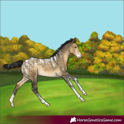 Horse Color:Powder White Buckskin Dun Rabicano 