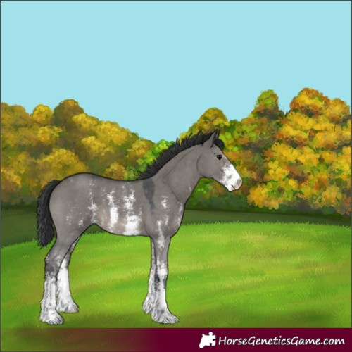 Horse Color:Grullo Sabino 