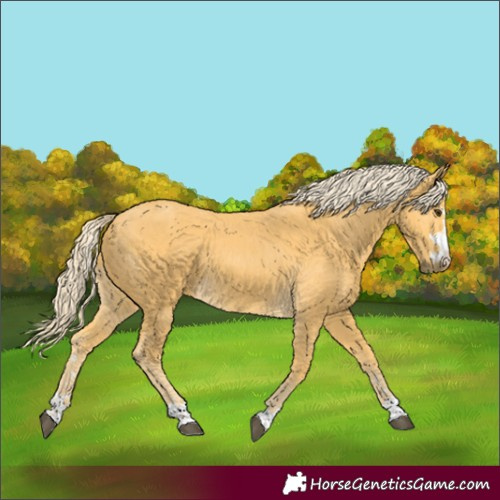 Horse Color:Palomino 