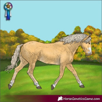 Horse Color:Palomino 