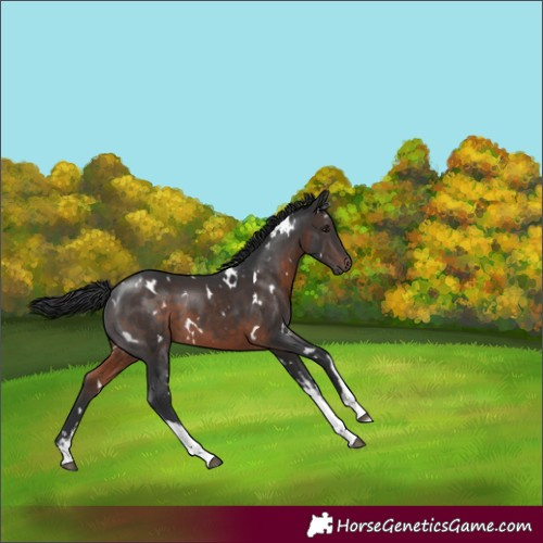 Horse Color:White Spotted Brown 