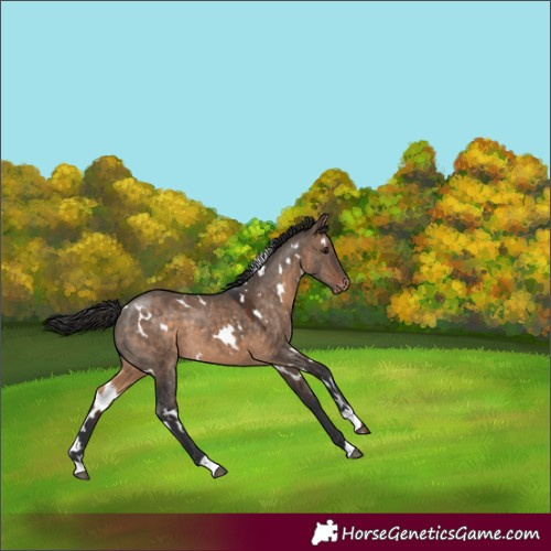 Horse Color:White Spotted Brown Dun Varnish 