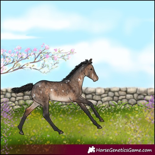 Horse Color:White Spotted Brown Dun Varnish Brindle 