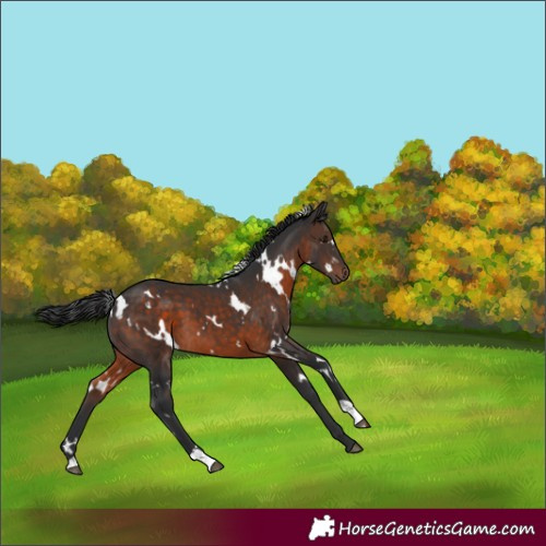 Horse Color:White Spotted Brown 