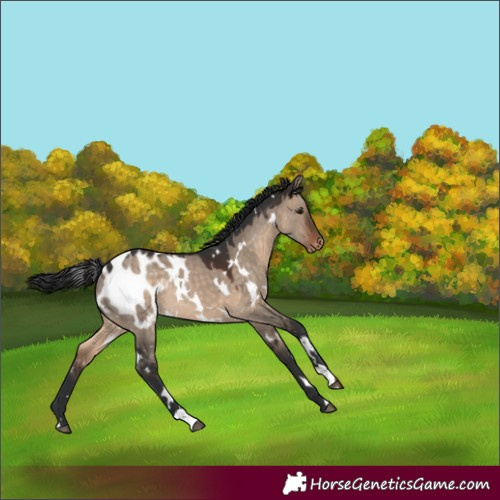 Horse Color:White Spotted Brown Dun Blanket 