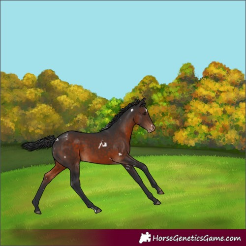 Horse Color:White Spotted Brown Appaloosa 