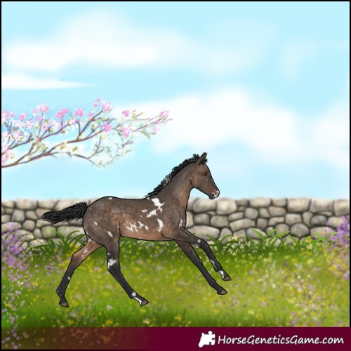 Horse Color:White Spotted Brown Dun 