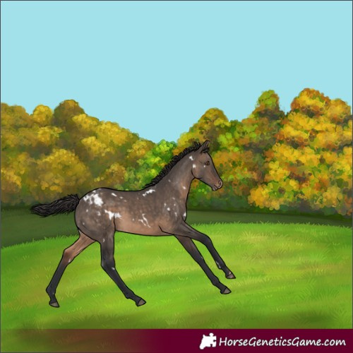 Horse Color:White Spotted Brown Dun Appaloosa 