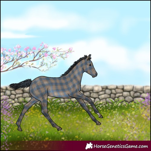 Horse Color:Plaid  Grullo 