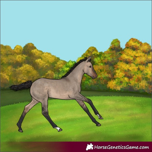 Horse Color:Brown Dun 