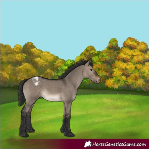 Horse Color:White Spotted Brown Dun Appaloosa 