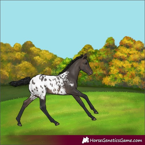 Horse Color:White Spotted Brown Dun Blanket 