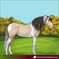 Horse Color:Amber Champagne Dun Tobiano 