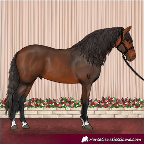 Horse Color:Bay 