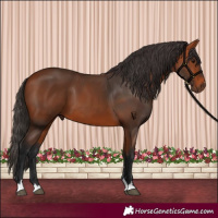 Horse Color:Bay 