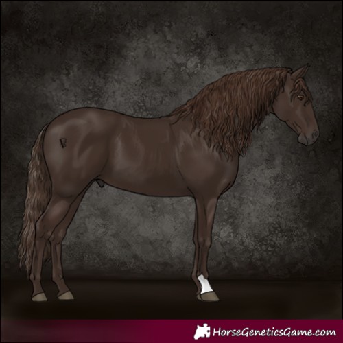 Horse Color:Liver Chestnut 