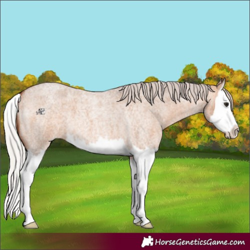 Horse Color:Silver Bay Roan Dun Splash 