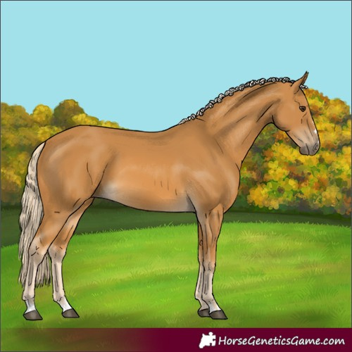 Horse Color:Palomino
