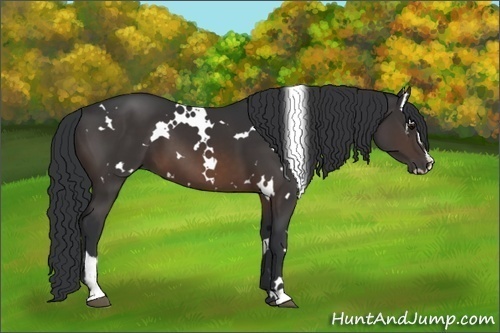 Horse Color:White Spotted Brown Sabino 