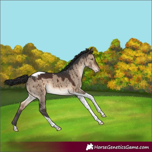 Horse Color:Brown Dun Tobiano Appaloosa Brindle 