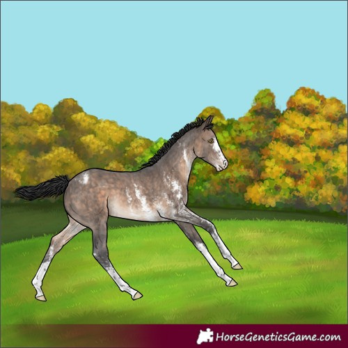Horse Color:Brown Dun Sabino Appaloosa Brindle 
