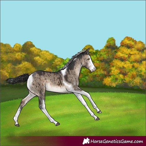 Horse Color:Brown Dun Sabino Tobiano Brindle 
