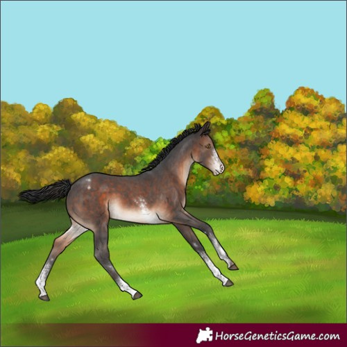 Horse Color:Brown Sabino Blanket